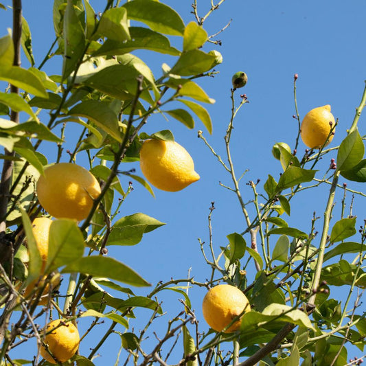 Lemon Tree Italian Plants (Citrus Limon)