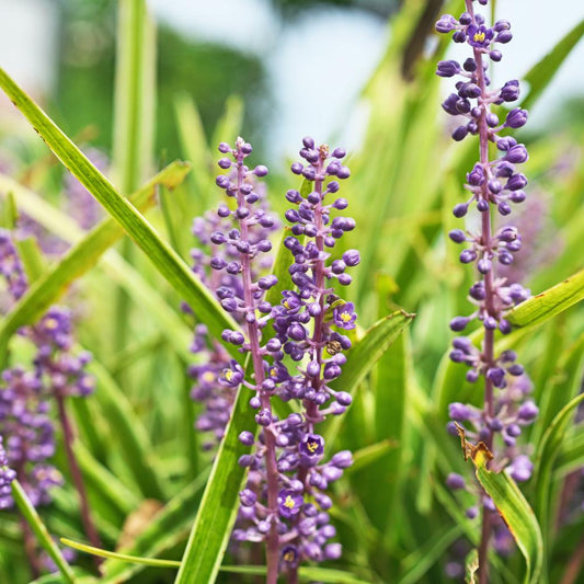 Lilyturf Ornamental Grasses (Liriope Muscari)
