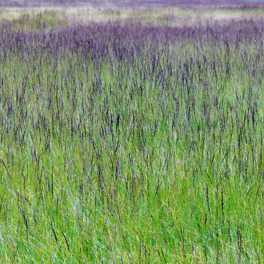 Moorhexe Purple Moor Ornamental Grasses (Molinia Caerulea Moorhexe)