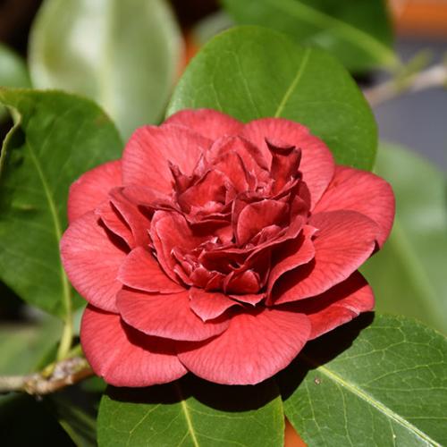 Mrs Charles Cobb Camellia Italian Plants (Camellia Japonica Mrs Charles Cobb)