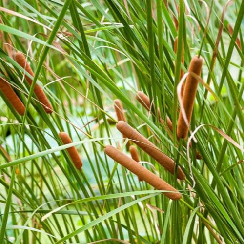 Narrow Leaved Cattail Ornamental Grasses (Typha Angustifolia)