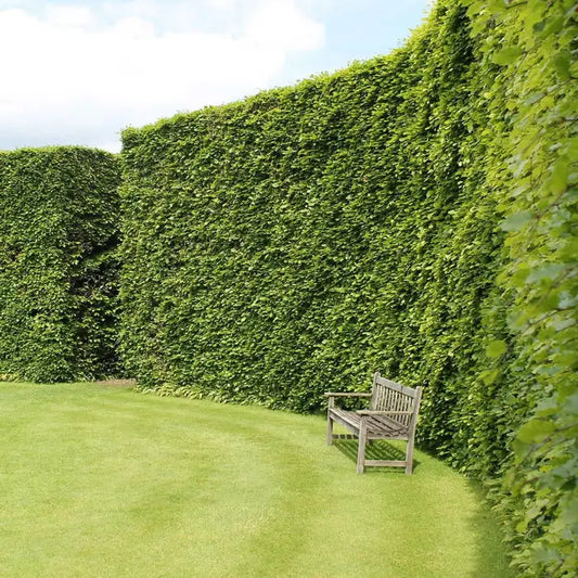 Pot Grown Mixed Native Hedging