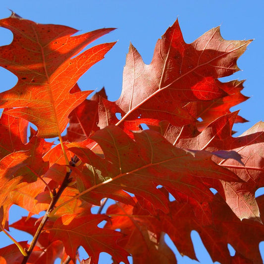 The Red Oak Ornamental Tree (Quercus Rubra)