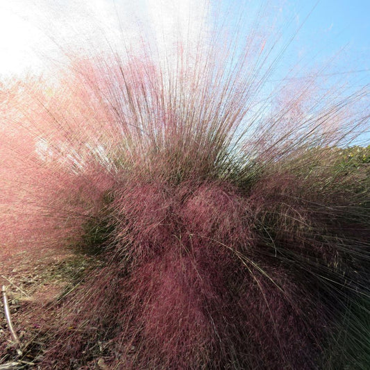 Shenandoah Switchgrass Ornamental Grasses (Panicum Virgatum Shenandoah)
