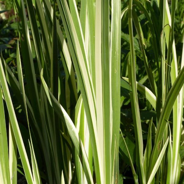 Silver Striped Sweet Flag Ornamental Grasses (Acorus Calamus Argenteos