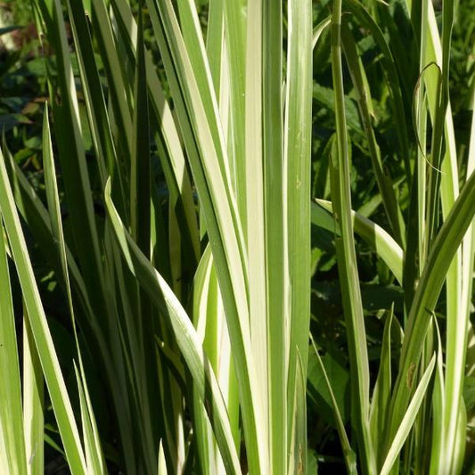 Silver Striped Sweet Flag Ornamental Grasses (Acorus Calamus Argenteostriatus)