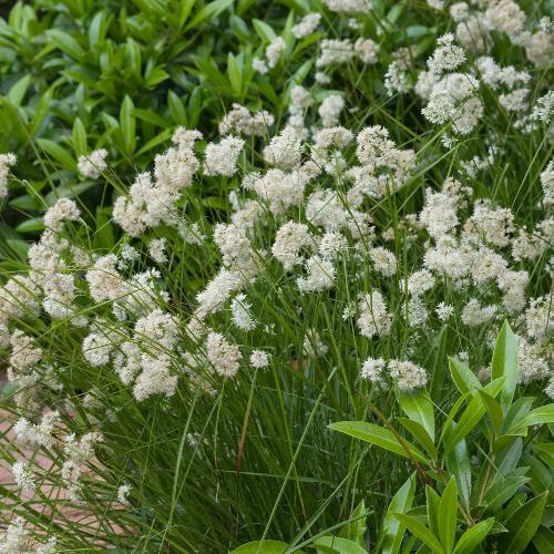 Snowflake Woodrush Ornamental Grasses (Luzula Nivea)