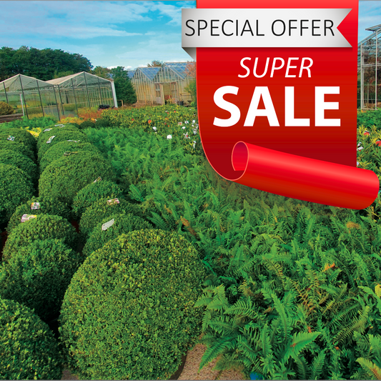 Special Offers