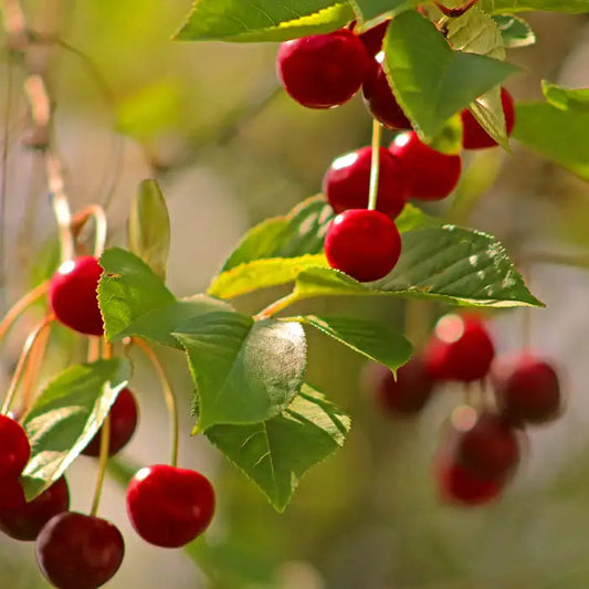 Sunburst Cherry Fruit Tree (Prunus avium 'Sunburst')