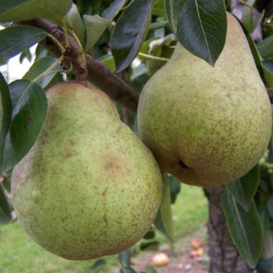 William's Pear Fruit Tree (Pyrus Communis 'Williams Bon Chretien')