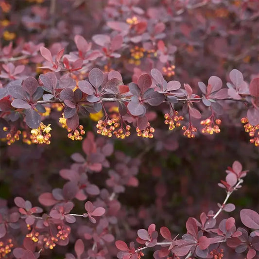 Purple Compact Barberry Hedge (Berberis thunbergii atropurpurea)