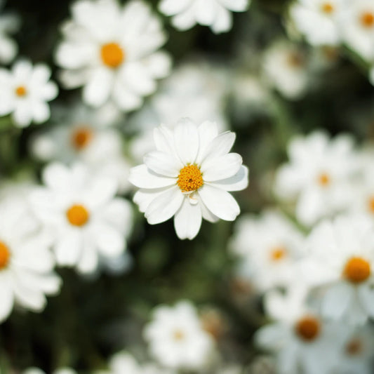 Daisy Bush Hedge (Olearia x haastii)
