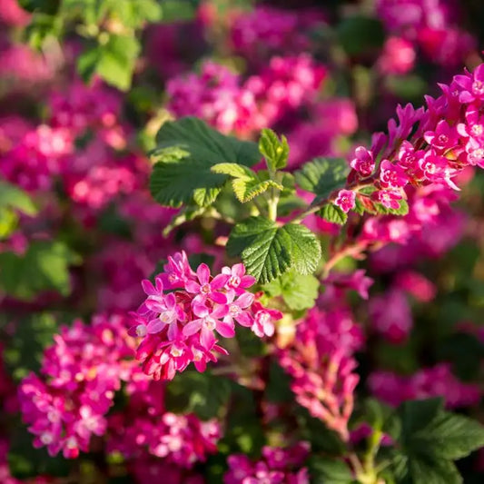 Flowering Currant Hedge (Ribes sanguineum)
