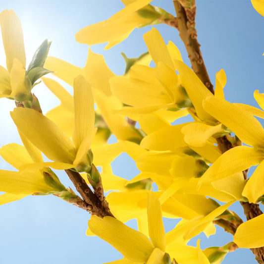Forsythia Hedge (Forsythia intermedia 'Lynwood Gold')