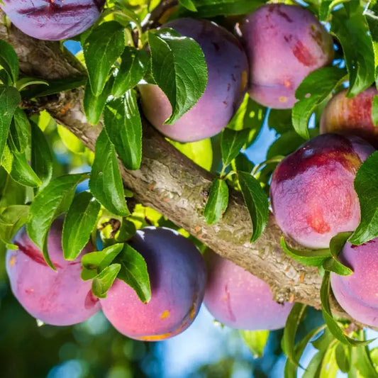 Fruit Trees