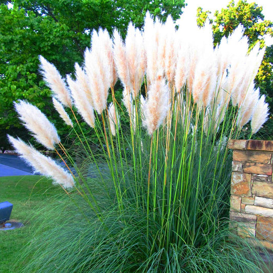Grasses Collection