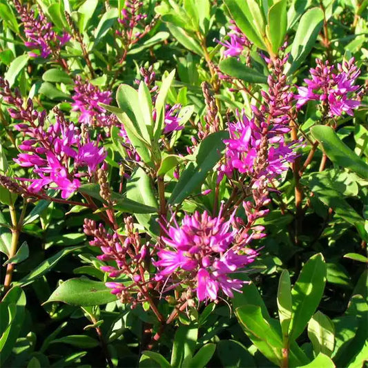 Hebe Mrs Winder Hedge (Hebe 'Warleyensis')