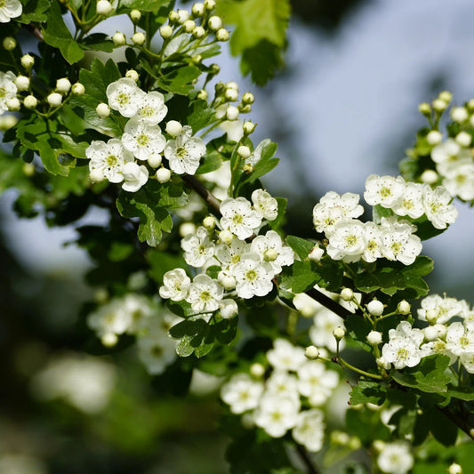 Hawthorn (Crataegus monogyna)