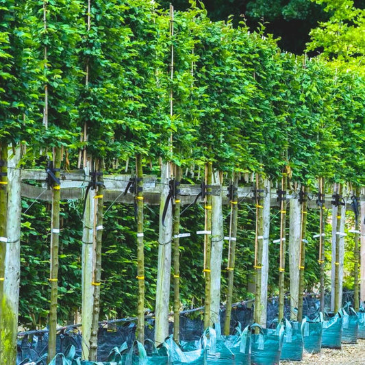 Hornbeam Pleached Tree (Carpinus Betulus)