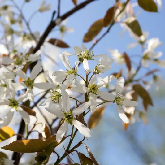 Juneberry Hedge (Amelanchier lamarckii or canadensis)