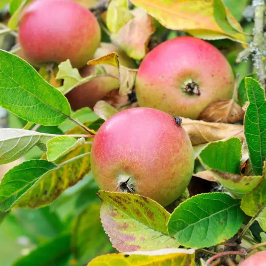 Laxton's Superb Apple Fruit Tree (Malus domestica 'Laxton's Superb')