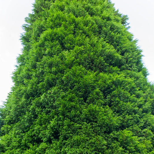 Green Leylandii Conifer (Cupressocyparis leylandii)