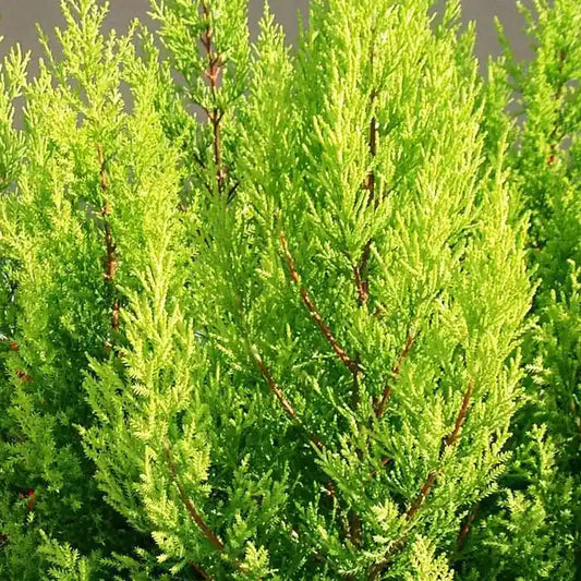Monterey cypress Goldcrest Conifer Hedge (Cupressus macrocarpa Goldcrest)