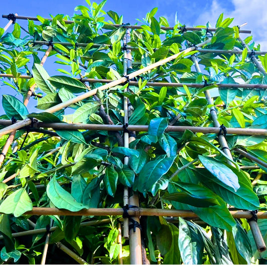 New Zealand Laurel Pleached Tree (Prunus 'Novita')