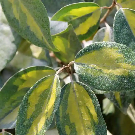Oleaster 'Limelight' Hedge (Elaeagnus x ebbingei 'Limelight')