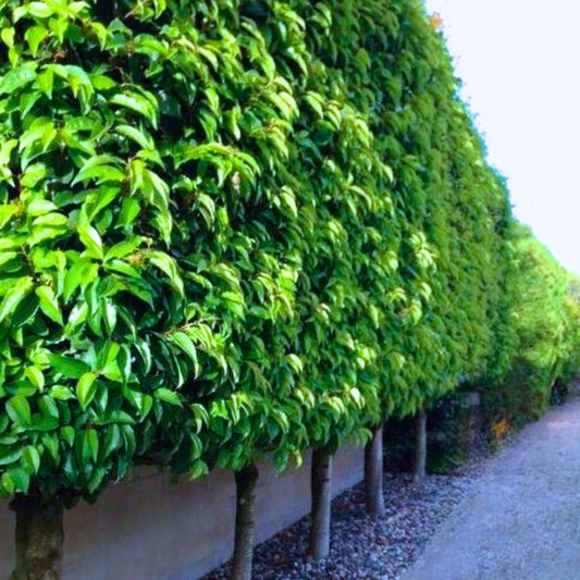 Portuguese Laurel Pleached Tree (Prunus Lusitanica)