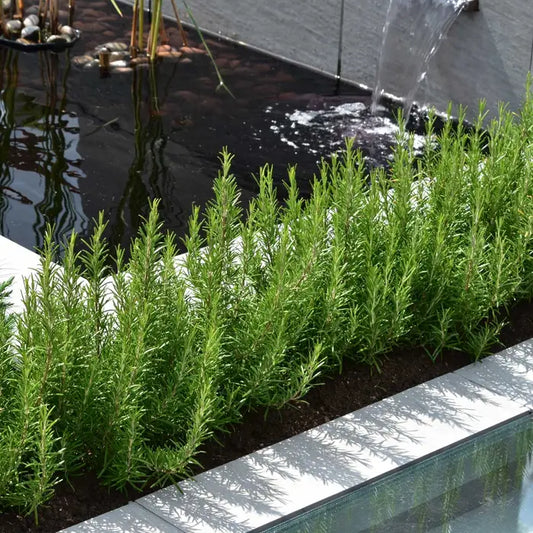 Rosemary Shrub Hedge Plant (Rosmarinus officinalis)