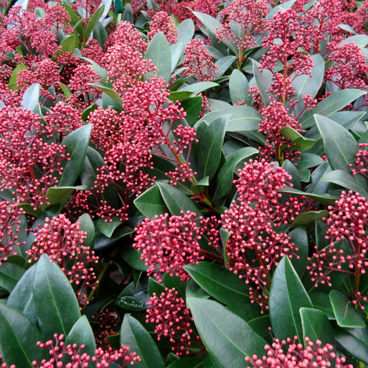Skimmia 'Rubella' Shrub (Skimmia japonica 'Rubella')