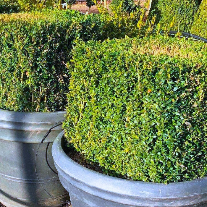 Cube Topiary