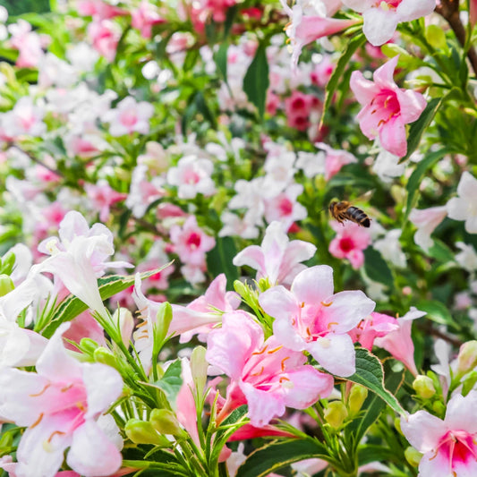 Weigela Florida Shrub (Weigela 'Florida Variegata')