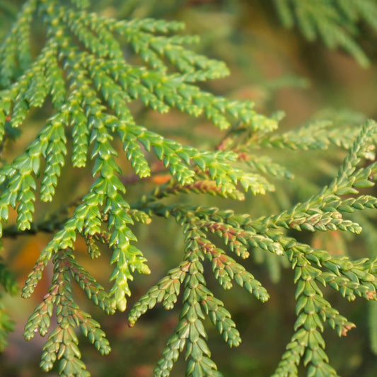 Western Red Cedar Conifer (Thuja plicata 'Atrovirens')