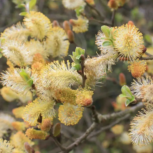 White Willow Hedge (Salix alba)