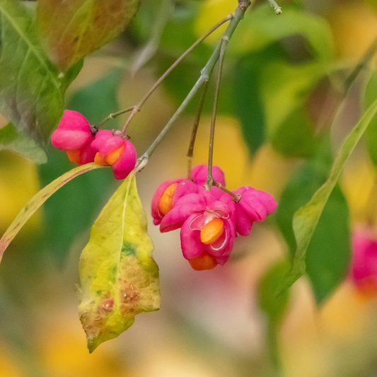 Spindle Hedge (Euonymus europaeus)