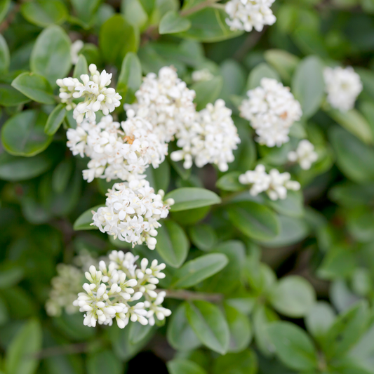 Wild Privet Hedge (Ligustrum vulgare)