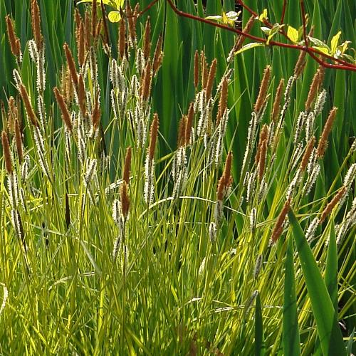 Aurea Sedge Ornamental Grasses Instant Hedging. For seasonal/pre-order availability and pricing, call 0330 236 7330.