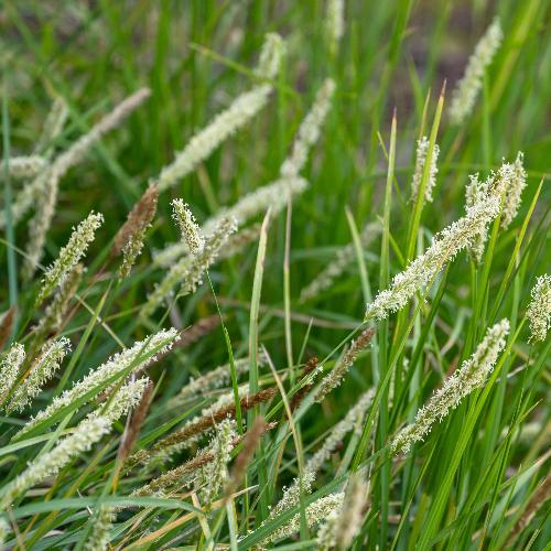 Autumn Moor Ornamental Grasses Bare root. For seasonal/pre-order availability and pricing, call 0330 236 7330.