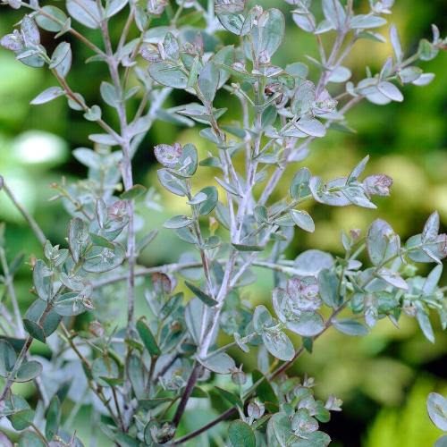Azura Cider Gum Tree Italian Plants Pot Grown 9L 100/125