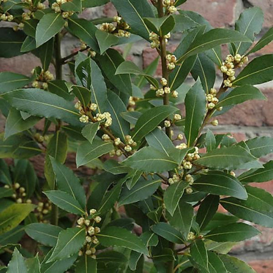 Laurus Tree Bay Laurel Ornamental Tree (Laurus 'Nobilis' Tree)