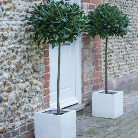 Bay Laurel Ornamental Tree Pot Grown 5L 1/4 Std (x40) Multi-deal