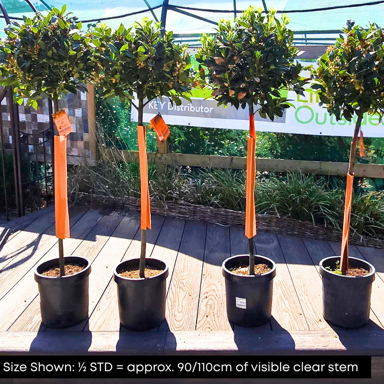 Bay Laurel Ornamental Tree Pot Grown 5L 1/4 Std (x40) Multi-deal