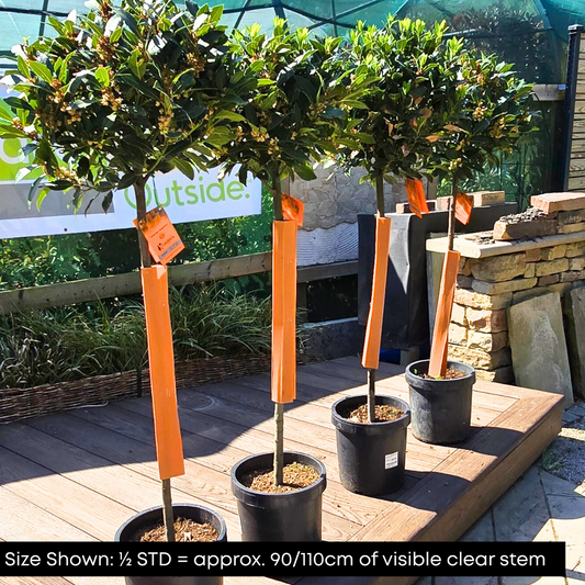 Bay Laurel Ornamental Tree Pot Grown 18L 1/2 Std