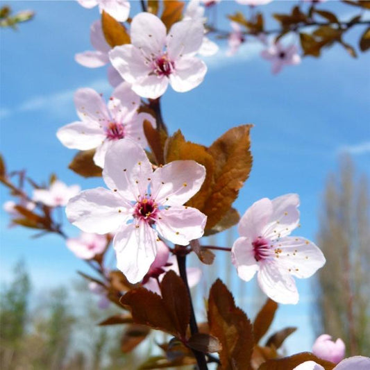 Black Cherry Ornamental Tree (Prunus 'Nigra')