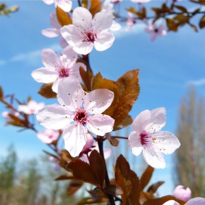 //everythingplants.co.uk/cdn/shop/files/Black-Cherry-Ornamental-Tree-1_fef413e6-68a8-4d34-80c6-940641c8cf57.jpg?v=1745849962