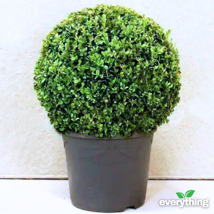 Box Buxuscm Ball Topiary Pot Grown 20L 50/60 50cm Ball (x8) Multi-deal