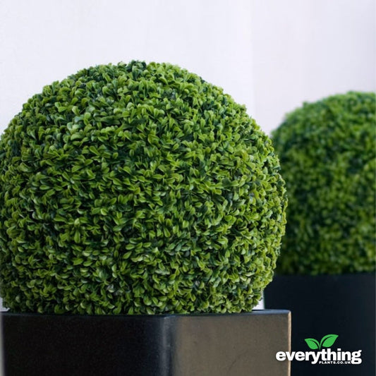 Box Buxuscm Ball Topiary Pot Grown 7.5L 50/60 30cm Ball