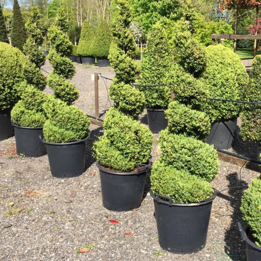 Box Buxus Spiral Topiary